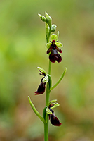 Ophrys insectifera